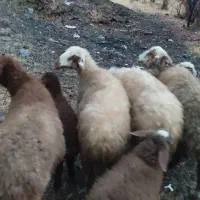 گوسفند داشتی میش و بره