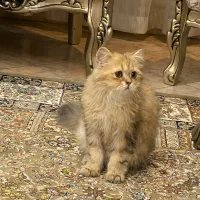 گربه چینچیلا