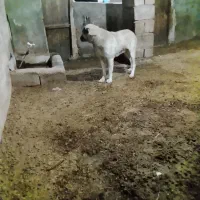 فروش|سگ|شاهین دژ, |دیوار