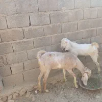 بز و کهره نر. بردخون|حیوانات مزرعه|بندر کنگان, |دیوار