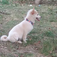 سگ نر شش ماهه|سگ|میاندوآب, |دیوار