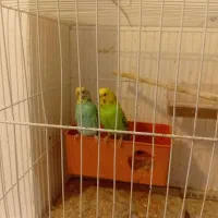 قفس پرنده مرغ عشق عروس و..|لوازم جانبی حیوانات|مشهد, کوشش|دیوار