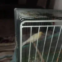 ماده قناری