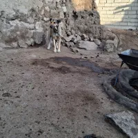 سگ ماده سرابی|سگ|اردبیل, |دیوار