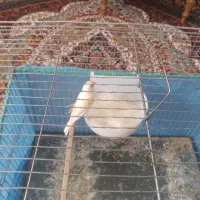 قناری ماده مست
