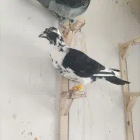 کفتر بوم