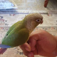 گرینچیک شر شیطون