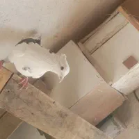 کفتر پرشی پشت دار سیاه ماده