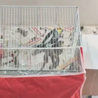 جفت عروس روی تخم و جوجه معاوضه|پرنده|مشهد, پنجتن|دیوار