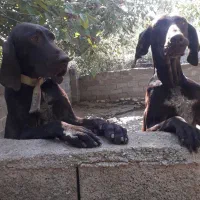 پوینتر انگلیس و المان|سگ|گلی داغ, |دیوار