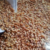 گندم ابی.  پیشگام