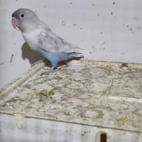 کوتوله|پرنده|سبزوار, شرق کال شمالی|دیوار