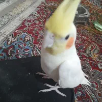 عروس هلندی نر