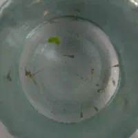 بچه ماهی حراج