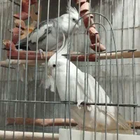 عروس هلندی مولد