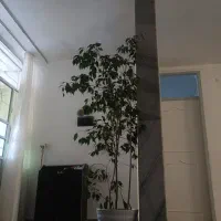 گل دو متری|گل و گیاه طبیعی|نقده, |دیوار