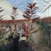 پایه رویشی gn15