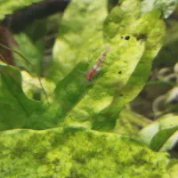 شریمپ|ماهی|شیراز, منطقه هوایی شهید دوران|دیوار