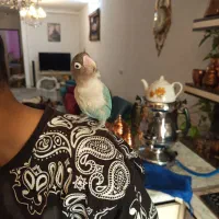 فوق دستی کوتوله نقابدار