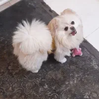 پامر خرسی ماده