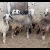 شیشک میش داشتی گله ای