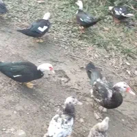 اردک اسرائیلی نر ماده جوجه