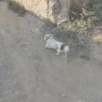 سگ پشمالو|سگ|خلیل آباد, |دیوار