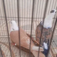 کله سفید ساده طوقی هفترنگ پرنده|پرنده|خلیل آباد, |دیوار