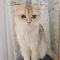 گربه اسکاتیش گلد ny12