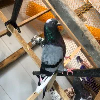 کفتر غریب|پرنده|رشت, گیل|دیوار