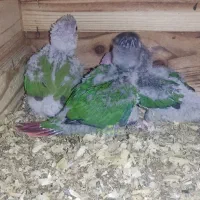 جوجه گرنچیک سرلاکی