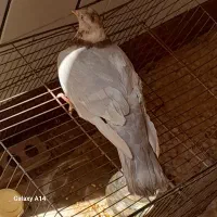 کبوتر ماده|پرنده|اصفهان, ابر|دیوار