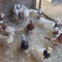 کبوتر|پرنده|اندیمشک, |دیوار