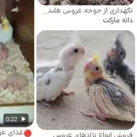 جوجه عروس هلندی آلبینو سرلاکی