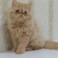 گربه پرشین نر و ماده