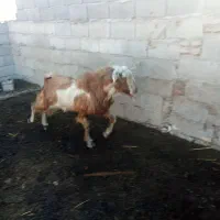 سلام دوستان تکه داشتی اگر کسی خواست در خدمتیم|حیوانات مزرعه|بهارستان, |دیوار