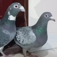 کفتر کبوتر المانی کاردرست