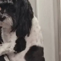 سگ گمشده|حیوانات|ارومیه, |دیوار