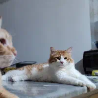 واگذاری سه تا بچه گربه شیرین|گربه|نور, |دیوار