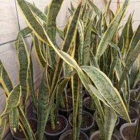 گل سانسوریا ابلق|گل و گیاه طبیعی|بیرجند, |دیوار