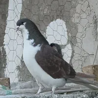 کفتر رنگی|حیوانات|بوئین زهرا, |دیوار