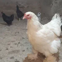 فروش چندعدد مرغ و خروس