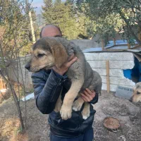 توله پژدر و بالغ (مادر)پژدر عراقی