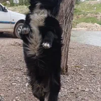 سگ پامر اشپیتز نر