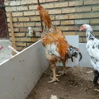 مرغ و خروس جوجه لاری فروشی