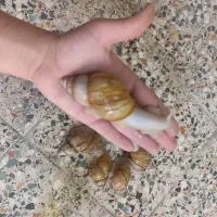 حلزون|خزنده|اهواز, پردیس|دیوار