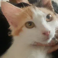 سه عدد گربه خوشگل دوعدد نر یه عدد ماده
