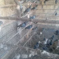 کفتر نوک گنده|پرنده|قم, آذر (نکویی)|دیوار