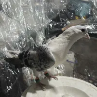 کبوتر|پرنده|مشهد, تلگرد|دیوار