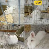 واگذاری خرگوش آلبینو لوپ